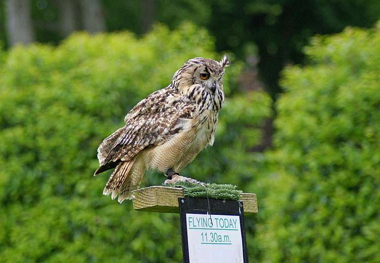 Hibou Grand Duc